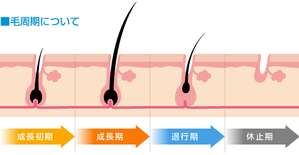 毛周期について画像